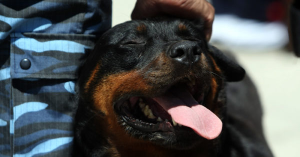 “Perros peligrosos”: Zoonosis trabajará con la Policía local