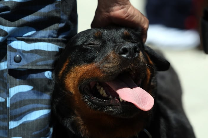 “Perros peligrosos”: Zoonosis trabajará con la Policía local