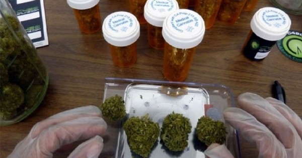 Marihuana medicinal, una alternativa científica en discusión