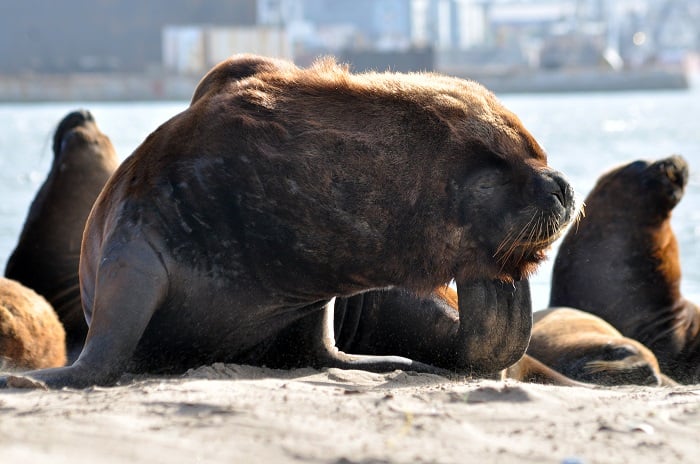 [VIDEO] Lobos marinos: una reserva que resiste la contaminación