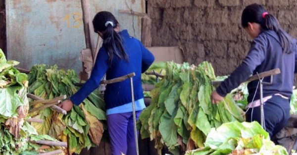 Trabajo infantil: cordón frutihortícola y puerto, los más afectados