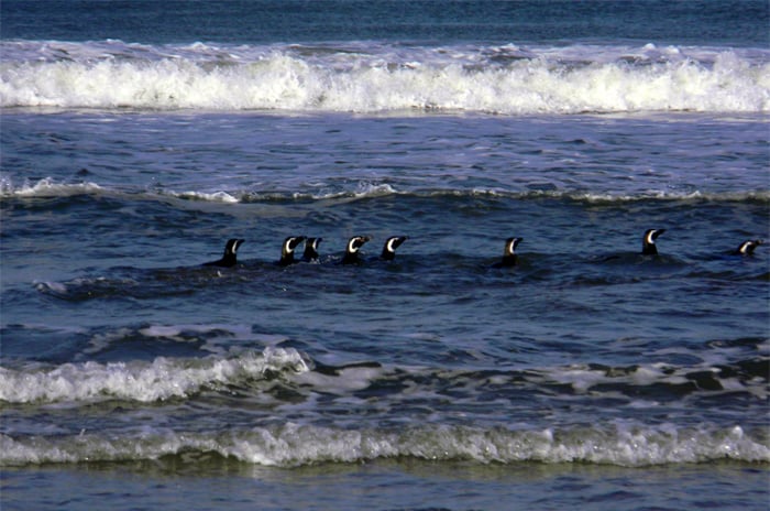 Liberarán a doce pingüinos rescatados por el Aquarium