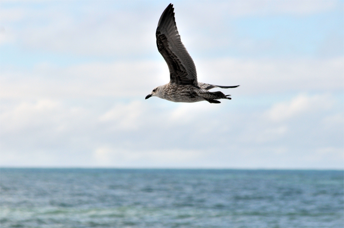 “Guardianes de las aves marinas”: extienden la convocatoria al concurso de cuentos