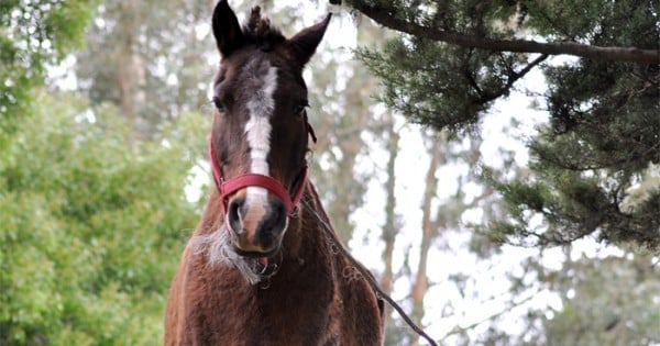 Demorados por maltratar a un caballo: el animal quedó en una ONG