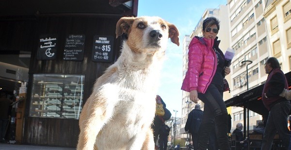Policía local: proyectan una “Unidad Canina” con perros de la calle