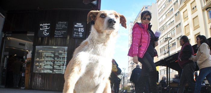Policía local: proyectan una “Unidad Canina” con perros de la calle