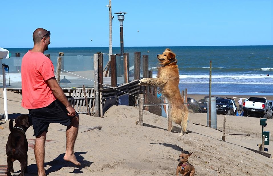Un verano de perros: piden crear y regular una “playa canina”