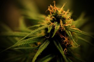 Marihuana para consumo personal: un habeas corpus para frenar la “persecución”