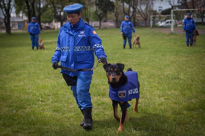 Preparan a los perros que acompañarán a los policías locales