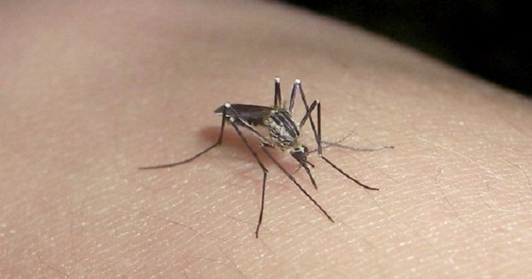 Dengue: la Provincia “enfrenta el riesgo de una epidemia”