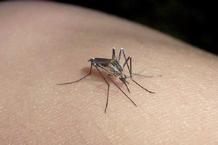 Invasión de mosquitos: aseguran que no transmiten enfermedades