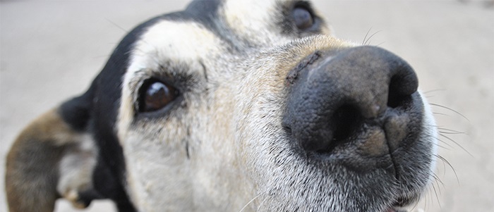 #NoCompres, una jornada de adopción de perros