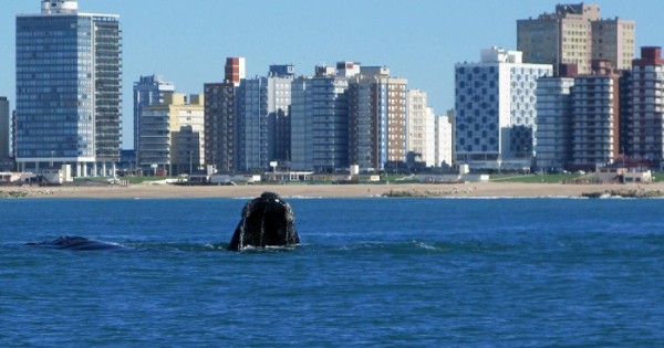Una ballena, muy cerca de la costa marplatense