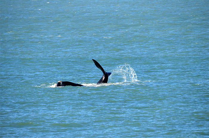 Ballenas aprovechan el fin de semana largo en Mar del Plata