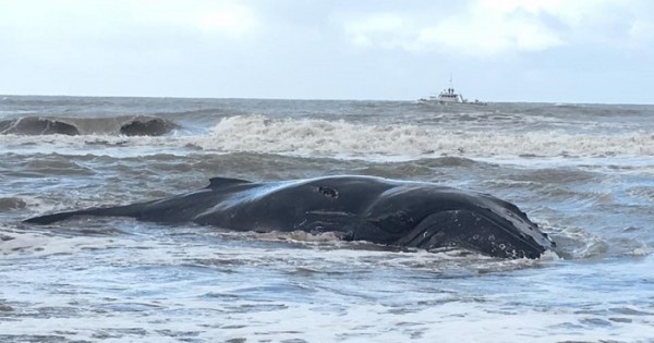 Mar del Tuyú: rescataron a la ballena encallada