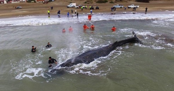 Rescatan a una ballena que encalló en Mar del Tuyú