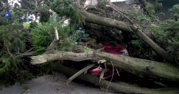 Por el viento, se cayó un árbol y aplastó un auto