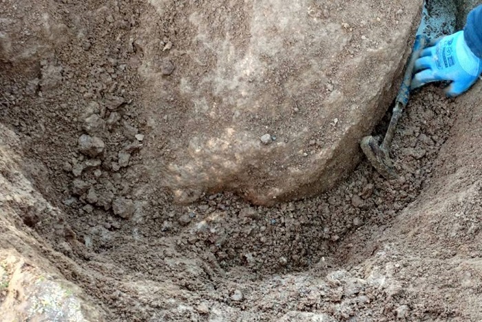 Hallan restos fósiles de un carpincho prehistórico en las playas del sur