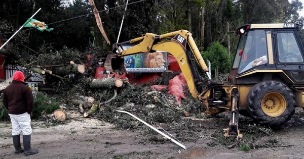 Sierras: unos 100 árboles caídos, calles cortadas y zonas sin luz
