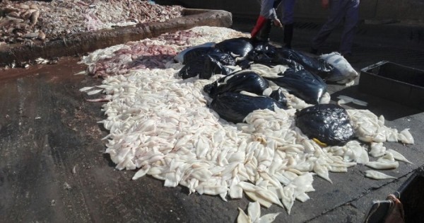 Secuestran más de 1000 kilos de calamar en una camioneta
