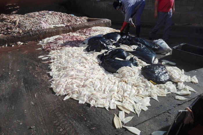 Secuestran más de 1000 kilos de calamar en una camioneta