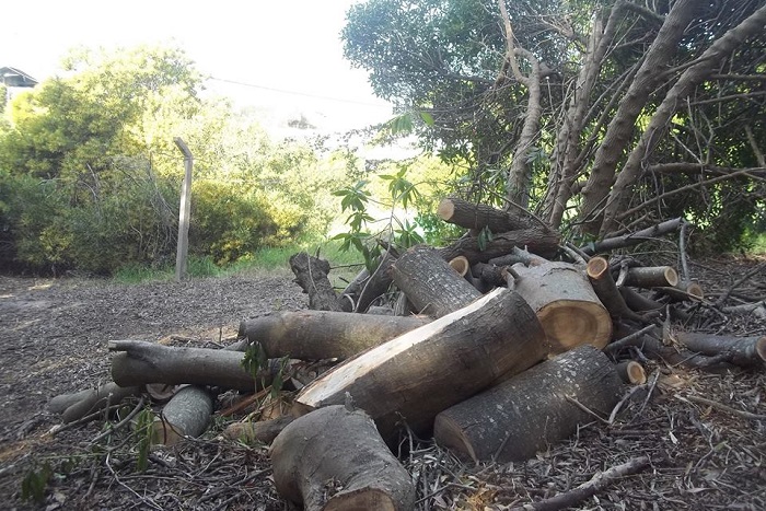 Denuncia penal contra Horizonte por la tala de árboles en el sur