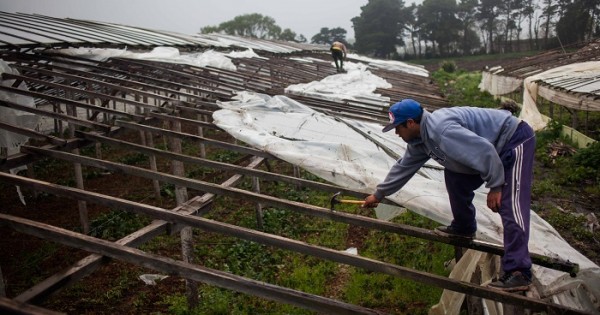 Nación entregará $8 millones a productores frutihortícolas