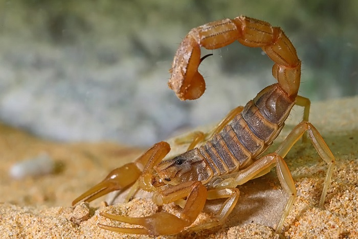 “En Mar del Plata no hay escorpiones peligrosos”