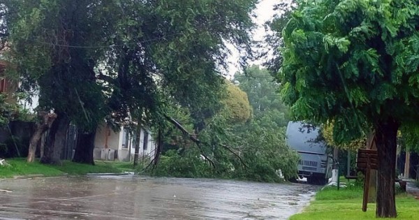Temporal: árboles caídos, una familia evacuada y sigue el alerta