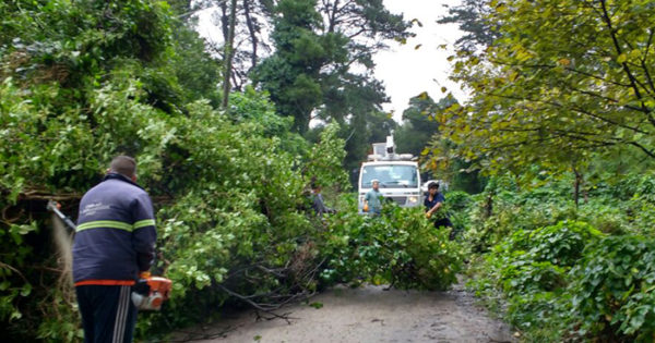 Por el fuerte viento, hubo 35 reclamos por árboles y ramas