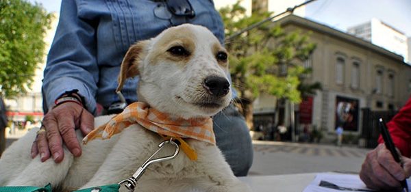 Día del Animal: por una tenencia responsable de mascotas