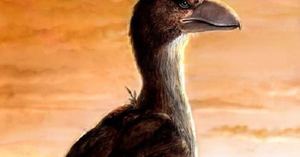 El Maratón de Mar del Plata llevaría el ave de Scaglia como símbolo