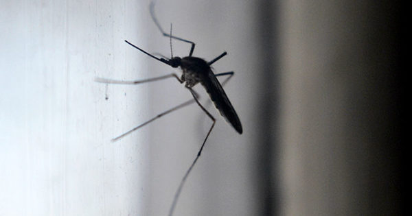 “Los mosquitos permanecerán de siete a diez días más”