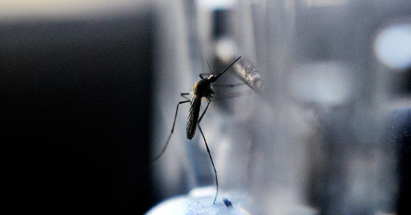 Dengue: piden fortalecer la prevención en las próximas semanas para superar el “pico”