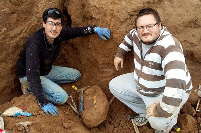 Encontraron en Mar del Plata restos fósiles de un ave de 3 millones de años