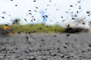 Humedad, calor y mosquitos en Mar del Plata: ¿qué cuidados hay que tener en cuenta?