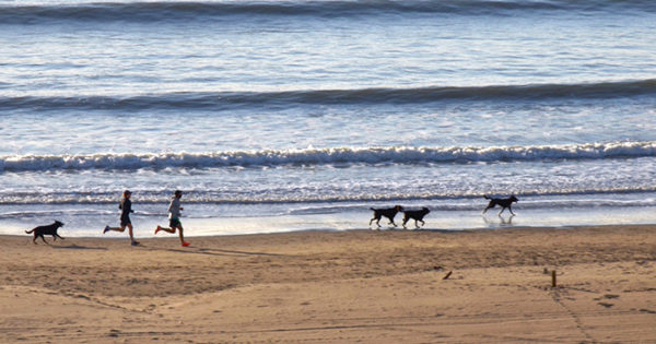 A la playa con mascotas: piden que se reglamente la ordenanza