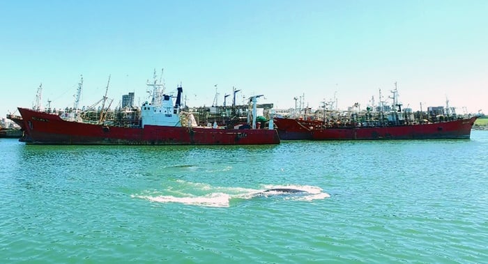 Una ballena se metió al Puerto y Prefectura la ayudó a volver al mar