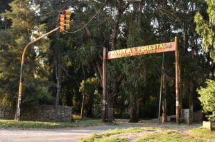 Vecinos denuncian una  tala indiscriminada en el Bosque Peralta Ramos