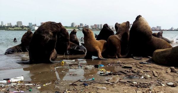Reserva de lobos marinos: “Esta es su casa, no un basurero”