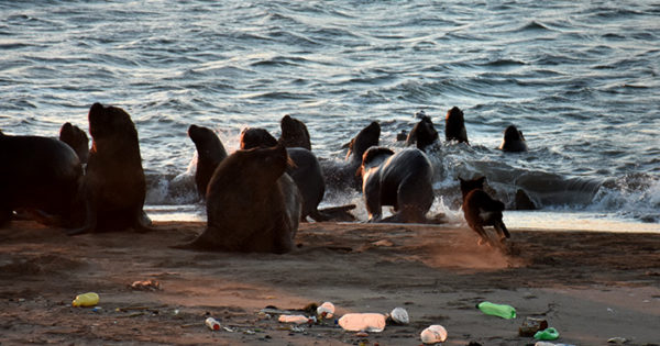 Reserva de lobos marinos, sin respuestas: “Nunca vimos algo parecido”