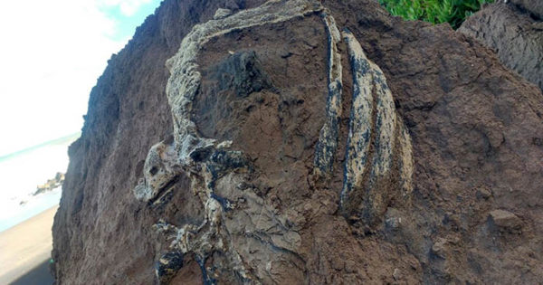 Encuentran restos de un perezoso de hace 3 millones de años