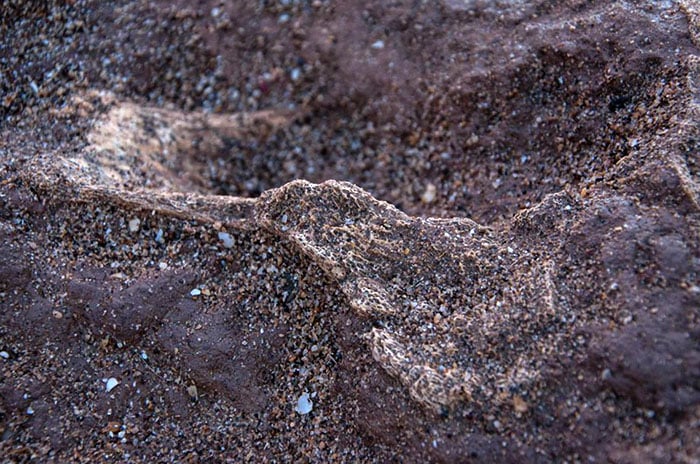 Hallan restos de un posible gliptodonte en las playas del sur