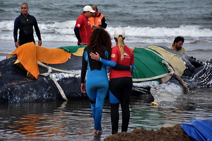 Murió la ballena encallada en Punta Mogotes