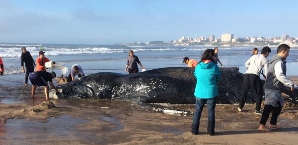 Piden ayuda para poder salvar a una ballena encajada