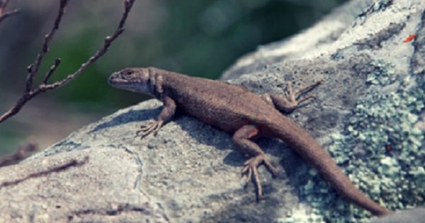 Descubren una nueva especie de lagartija en las Sierras de Tandilia