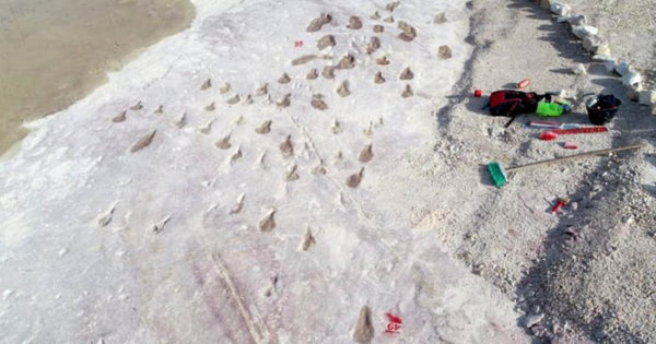 Encuentran nuevas trazas fósiles en canteras de Batán