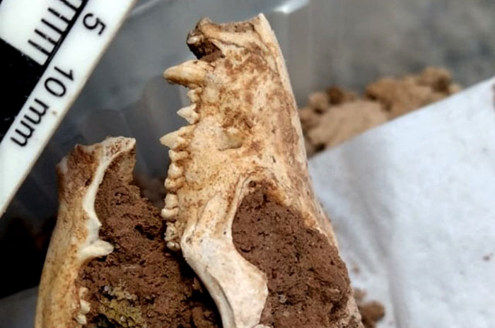 Nuevo hallazgo paleontológico en Chapadmalal