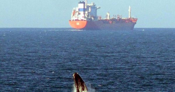 Ballenas, un espectáculo natural frente a la costa de Mar del Plata
