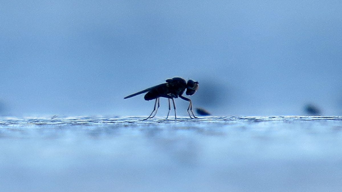 Mosquitos en Mar del Plata: ¿qué cuidados hay que tener en cuenta? -  Noticias de Mar del Plata